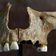A facial fragment from Gough's Cave.
